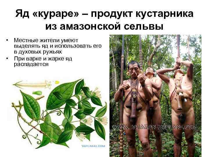 Яд «кураре» – продукт кустарника из амазонской сельвы • Местные жители умеют выделять яд