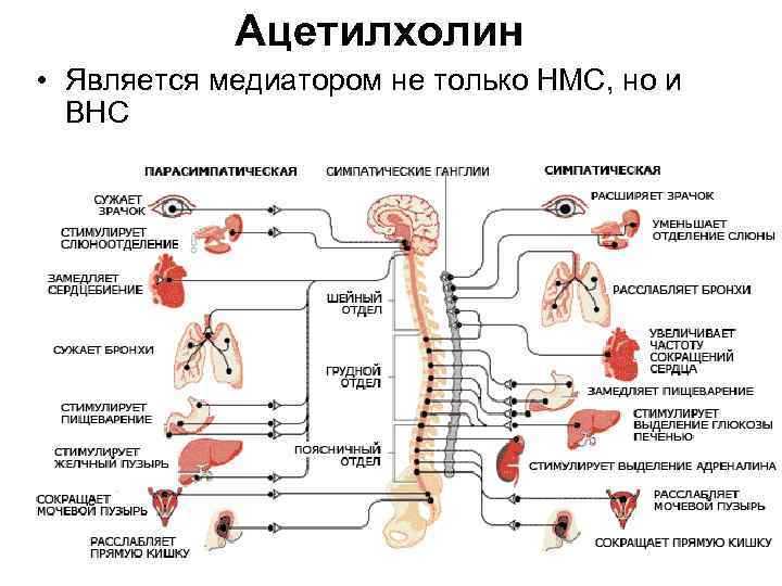 Ацетилхолин • Является медиатором не только НМС, но и ВНС 