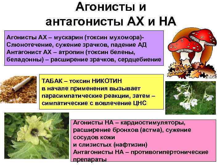 Агонисты и антагонисты АХ и НА Агонисты АХ – мускарин (токсин мухомора)Слюнотечение, сужение зрачков,
