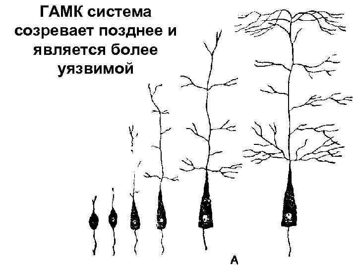 ГАМК система созревает позднее и является более уязвимой 