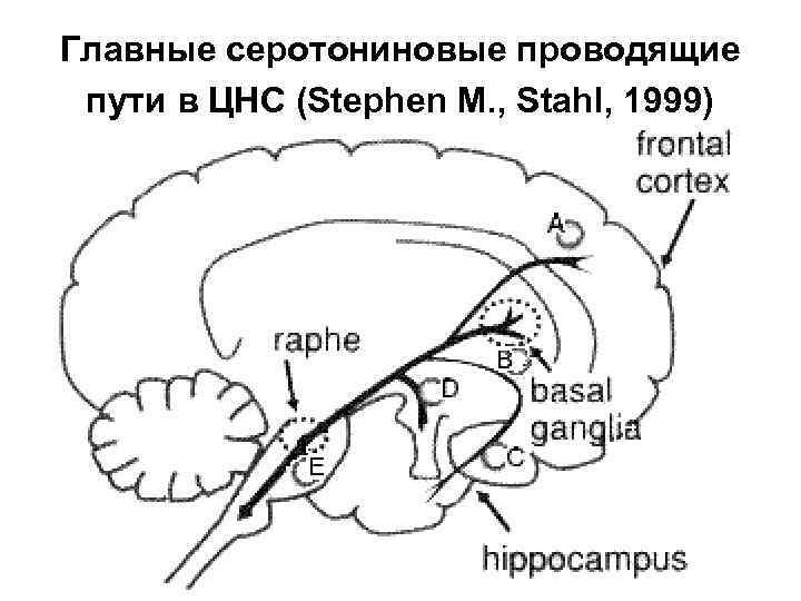 Главные серотониновые проводящие пути в ЦНС (Stephen M. , Stahl, 1999) 