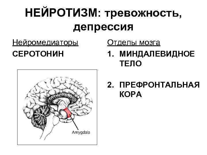 НЕЙРОТИЗМ: тревожность, депрессия Нейромедиаторы СЕРОТОНИН Отделы мозга 1. МИНДАЛЕВИДНОЕ ТЕЛО 2. ПРЕФРОНТАЛЬНАЯ КОРА 