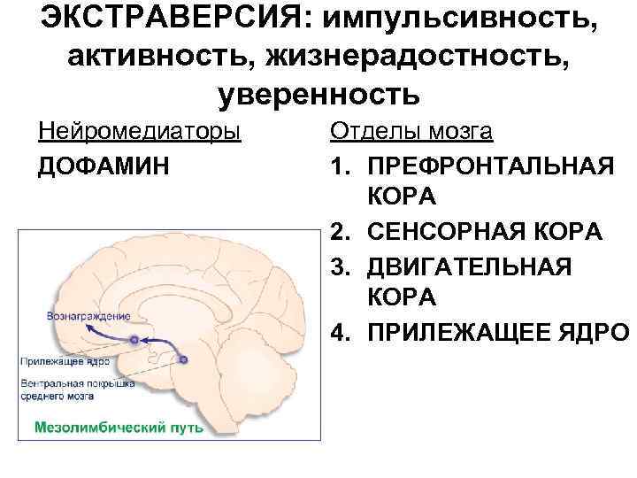 Схема передачи нервного импульса