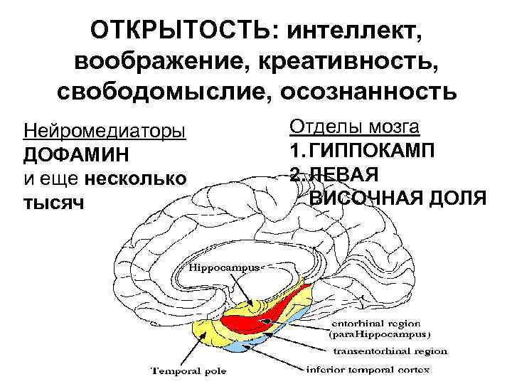 ОТКРЫТОСТЬ: интеллект, воображение, креативность, свободомыслие, осознанность Нейромедиаторы ДОФАМИН и еще несколько тысяч Отделы мозга