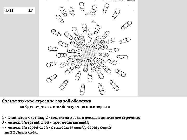 О Н- Н+ Схематическое строение водной оболочки вокруг зерна глинообразующего минерала 1 - глинистая