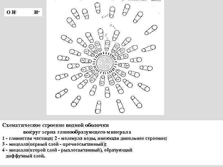 О Н- Н+ Схематическое строение водной оболочки вокруг зерна глинообразующего минерала 1 - глинистая