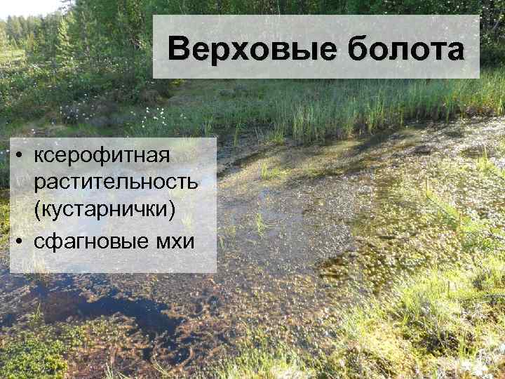 Верховые болота • ксерофитная растительность (кустарнички) • сфагновые мхи 