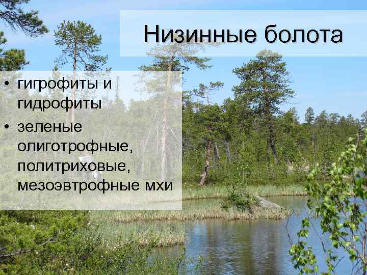 Низинные болота • гигрофиты и гидрофиты • зеленые олиготрофные, политриховые, мезоэвтрофные мхи 