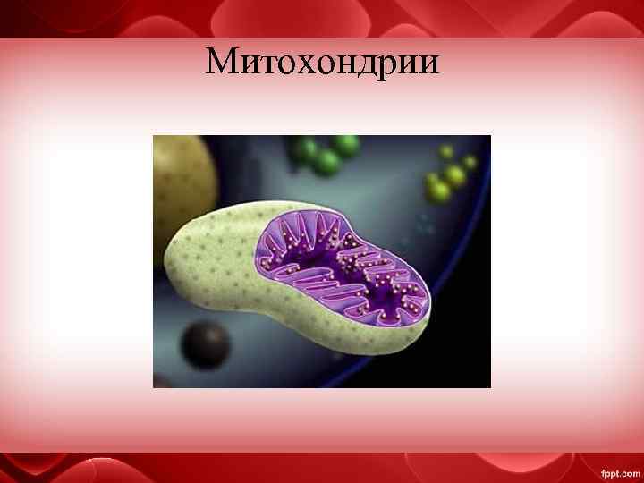 Митохондрии 