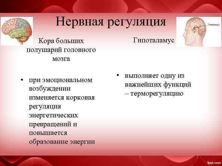 Нервная регуляция Кора больших полушарий головного мозга • при эмоциональном возбуждении изменяется корковая регуляция