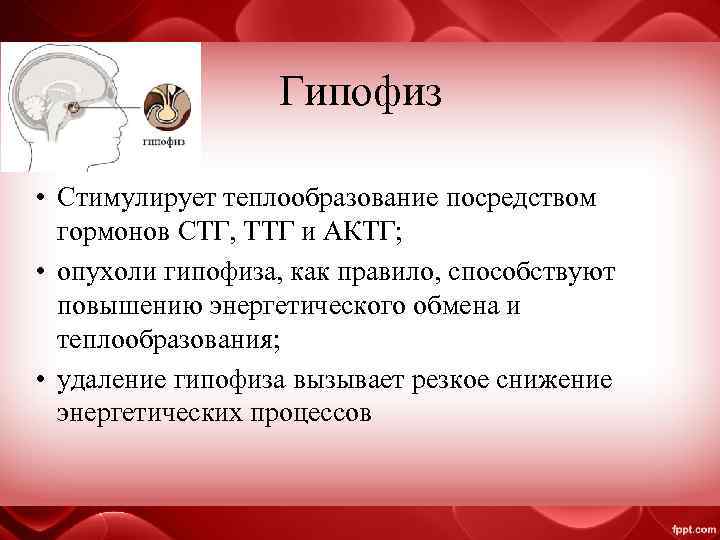 Гипофиз • Стимулирует теплообразование посредством гормонов СТГ, ТТГ и АКТГ; • опухоли гипофиза, как