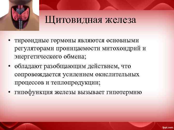 Щитовидная железа • тиреоидные гормоны являются основными регуляторами проницаемости митохондрий и энергетического обмена; •