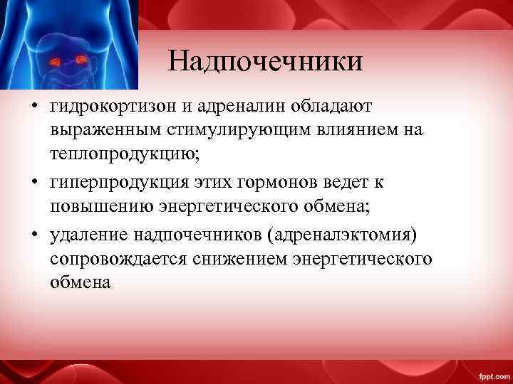 Надпочечники • гидрокортизон и адреналин обладают выраженным стимулирующим влиянием на теплопродукцию; • гиперпродукция этих