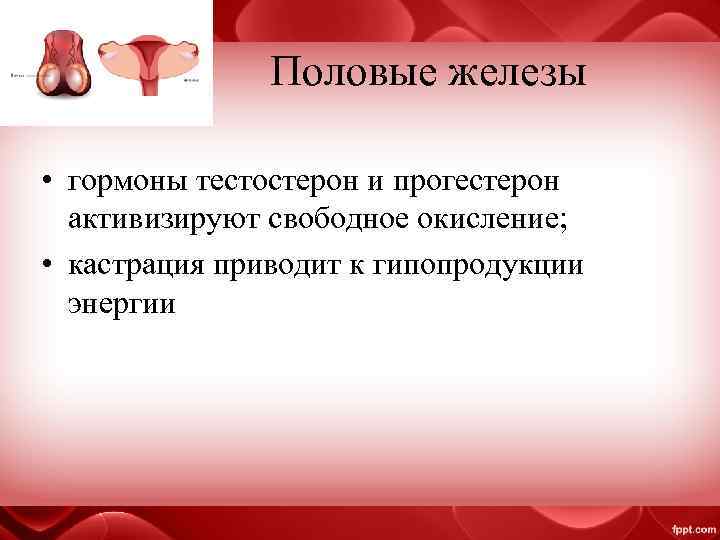 Половые железы • гормоны тестостерон и прогестерон активизируют свободное окисление; • кастрация приводит к