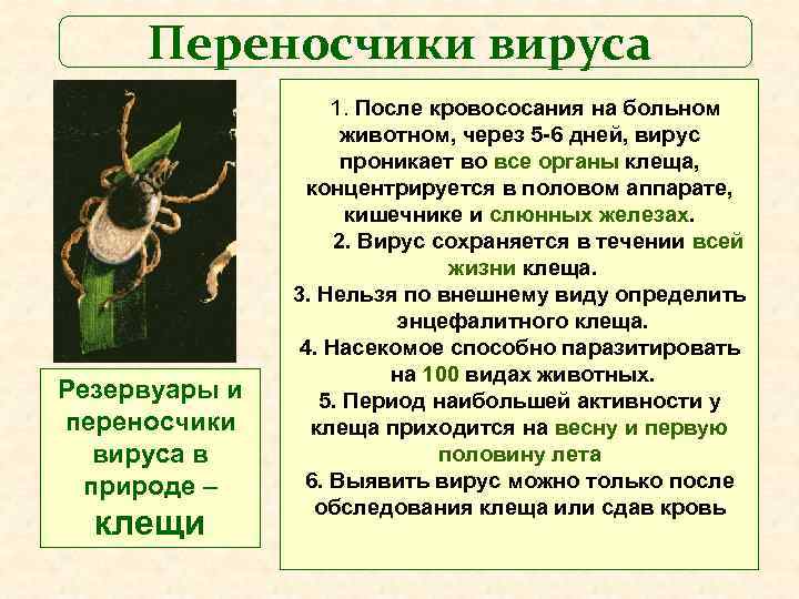 Переносчики вируса Резервуары и переносчики вируса в природе – клещи 1. После кровососания на