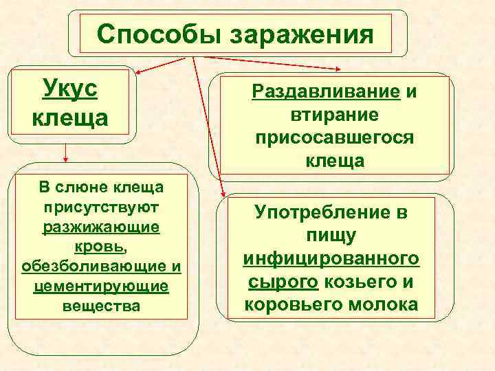 Способы заражения Укус клеща В слюне клеща присутствуют разжижающие кровь, обезболивающие и цементирующие вещества