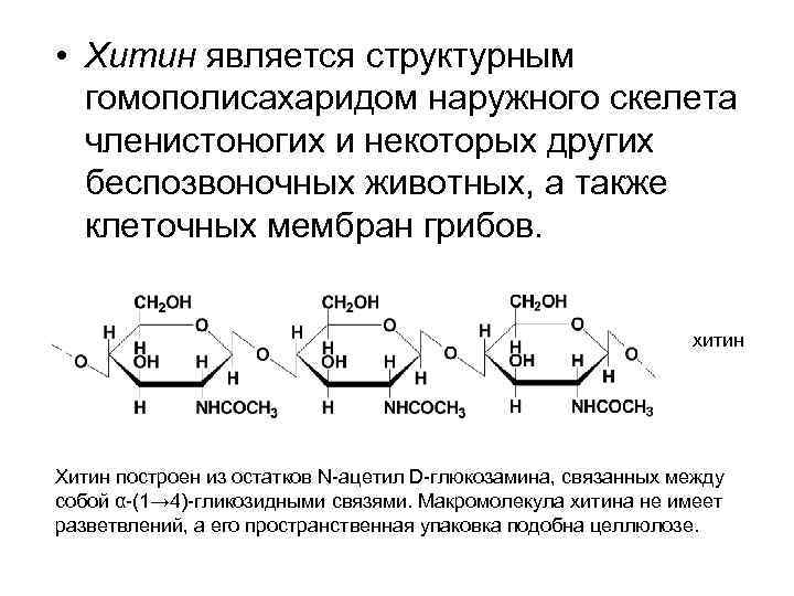  • Хитин является структурным гомополисахаридом наружного скелета членистоногих и некоторых других беспозвоночных животных,