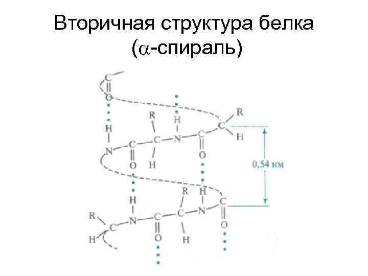 Вторичная структура белка картинка