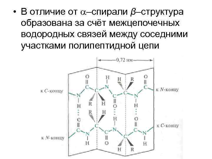  • В отличие от –спирали β–структура образована за счёт межцепочечных водородных связей между