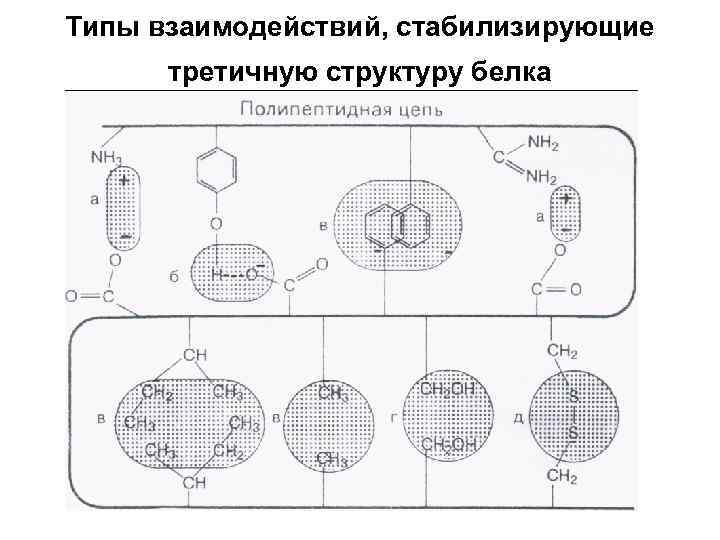 Типы взаимодействий, стабилизирующие третичную структуру белка 