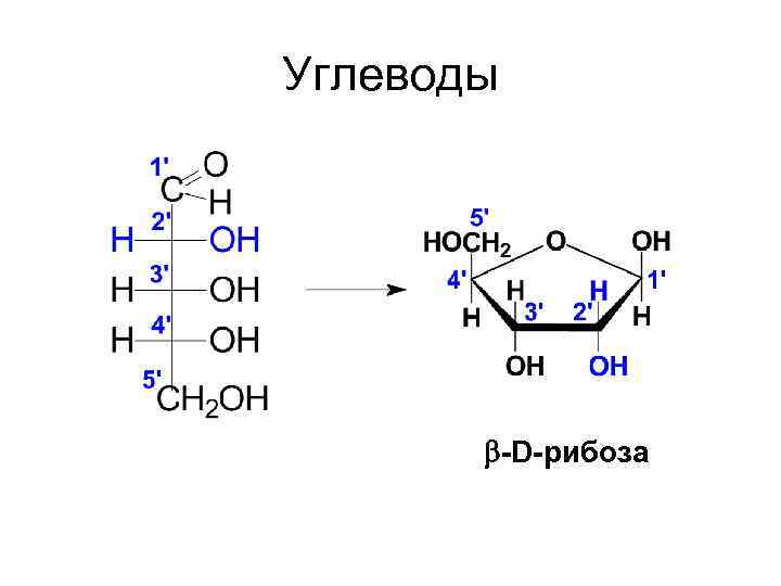 Углеводы -D-рибоза 