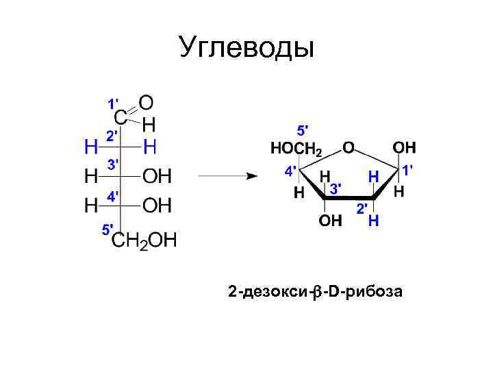 Углеводы 2 -дезокси- -D-рибоза 