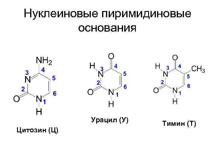 Нуклеиновые пиримидиновые основания Урацил (У) Цитозин (Ц) Тимин (Т) 