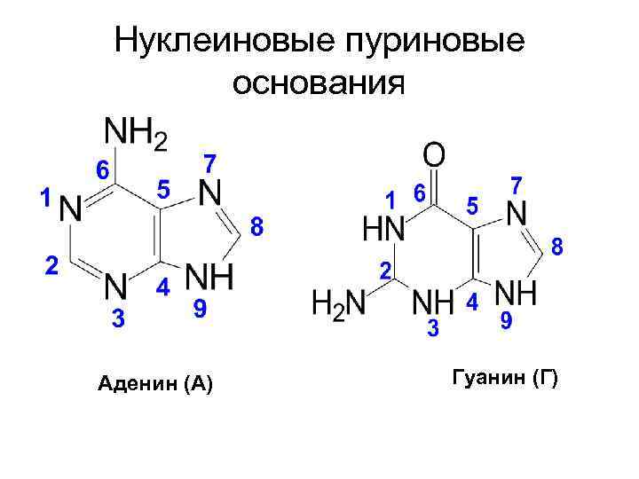 Гуанин содержащие