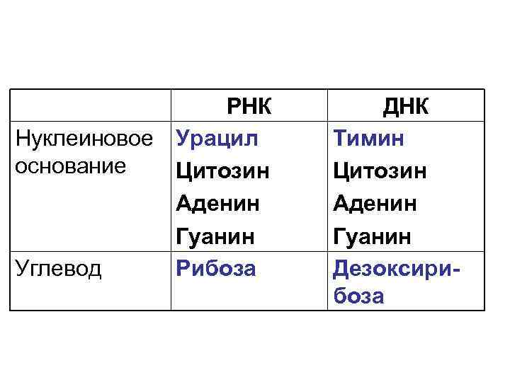 РНК Нуклеиновое Урацил основание Цитозин Аденин Гуанин Углевод Рибоза ДНК Тимин Цитозин Аденин Гуанин