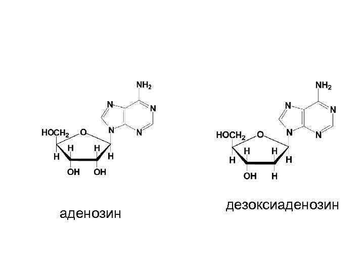 аденозин дезоксиаденозин 