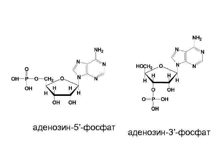 аденозин-5’-фосфат аденозин-3’-фосфат 