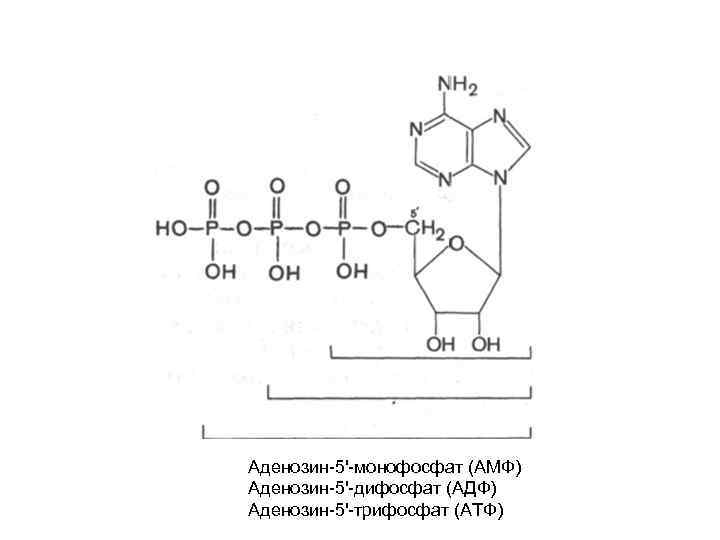 Аденозин-5'-монофосфат (АМФ) Аденозин-5'-дифосфат (АДФ) Аденозин-5'-трифосфат (АТФ) 