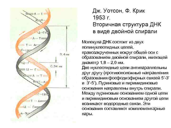 Дж. Уотсон, Ф. Крик 1953 г. Вторичная структура ДНК в виде двойной спирали Молекула