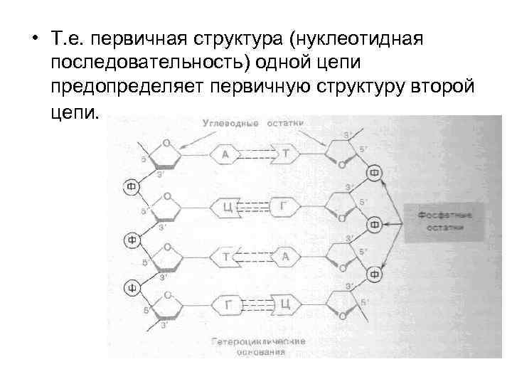  • Т. е. первичная структура (нуклеотидная последовательность) одной цепи предопределяет первичную структуру второй