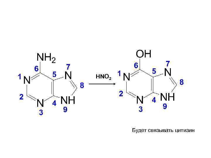 HNO 2 Будет связывать цитизин 