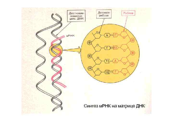 Синтез м. РНК на матрице ДНК 
