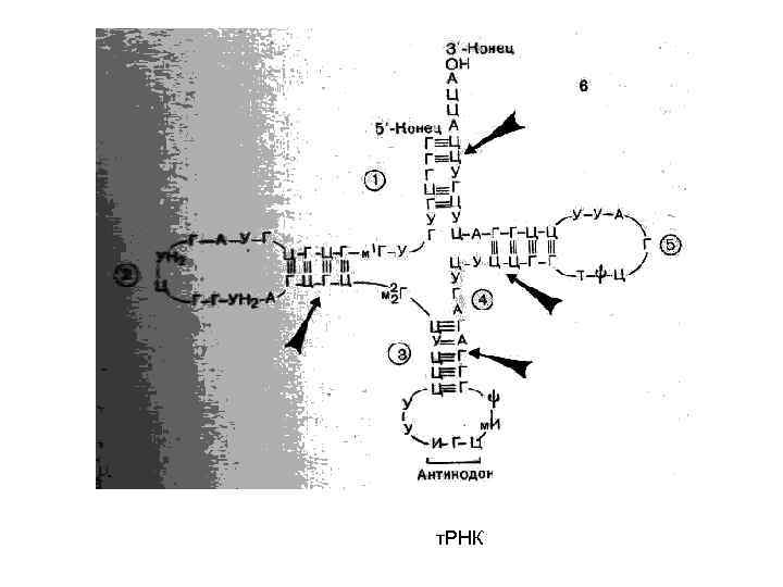 т. РНК 