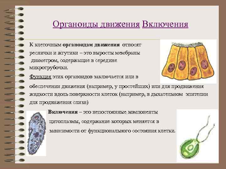Органоиды движения Включения К клеточным органоидам движения относят реснички и жгутики – это выросты