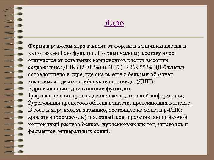 Ядро Форма и размеры ядра зависят от формы и величины клетки и выполняемой ею