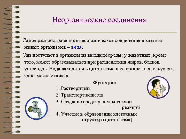 Неорганические соединения Самое распространенное неорганическое соединение в клетках живых организмов – вода. Она поступает