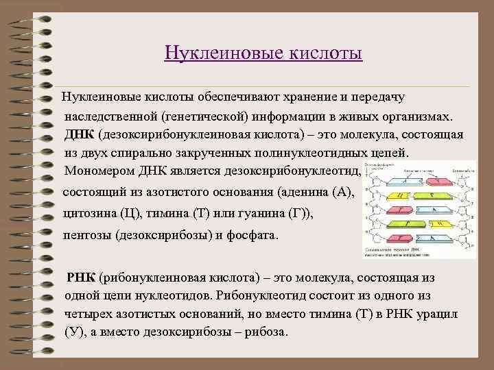 Нуклеиновые кислоты обеспечивают хранение и передачу наследственной (генетической) информации в живых организмах. ДНК (дезоксирибонуклеиновая