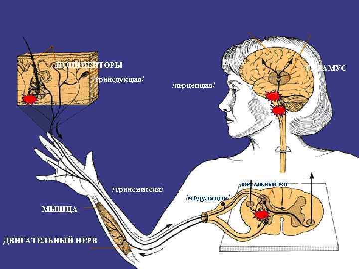 КОРА НОЦИЦЕПТОРЫ /трансдукция/ /трансмиссия/ МЫШЦА ДВИГАТЕЛЬНЫЙ НЕРВ /перцепция/ ДОРСАЛЬНЫЙ РОГ /модуляция/ ТАЛАМУС 