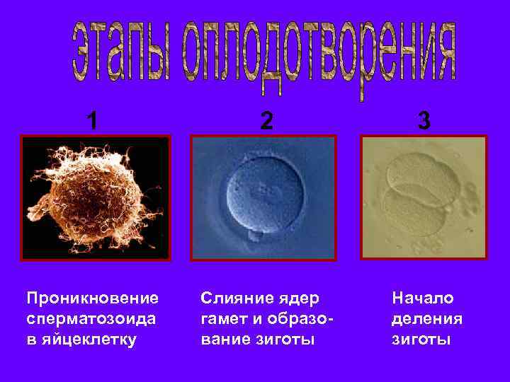 1 2 3 Проникновение сперматозоида в яйцеклетку Слияние ядер гамет и образование зиготы Начало