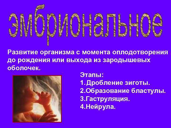 Развитие организма с момента оплодотворения до рождения или выхода из зародышевых оболочек. Этапы: 1.