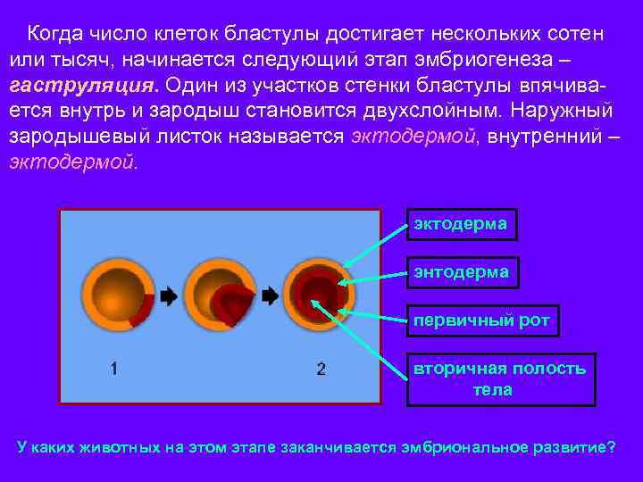 Когда число клеток бластулы достигает нескольких сотен или тысяч, начинается следующий этап эмбриогенеза –