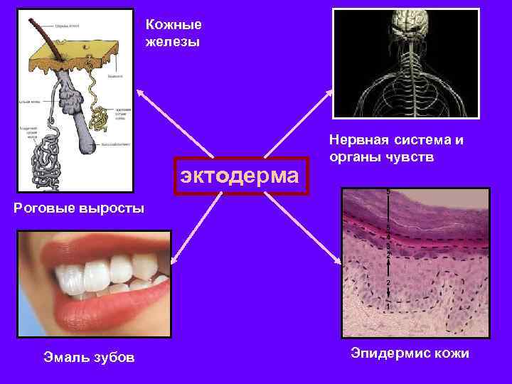 Кожные железы эктодерма Нервная система и органы чувств Роговые выросты Эмаль зубов Эпидермис кожи
