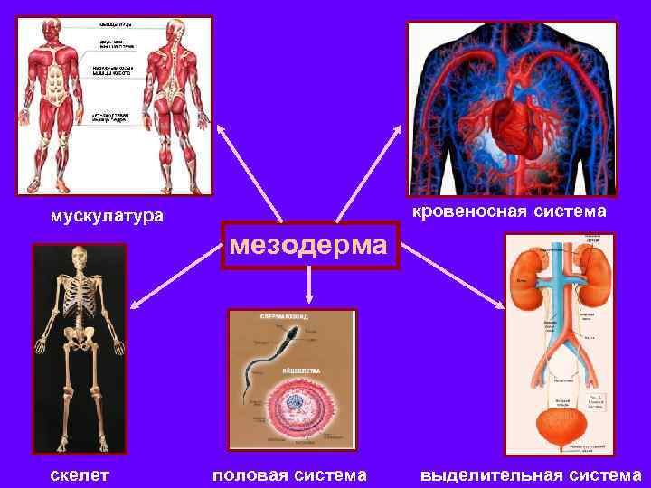 кровеносная система мускулатура мезодерма скелет половая система выделительная система 