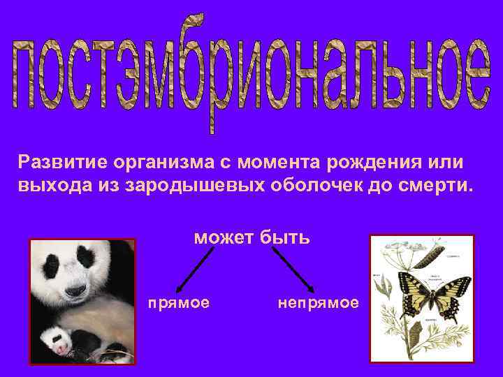 Развитие организма с момента рождения или выхода из зародышевых оболочек до смерти. может быть