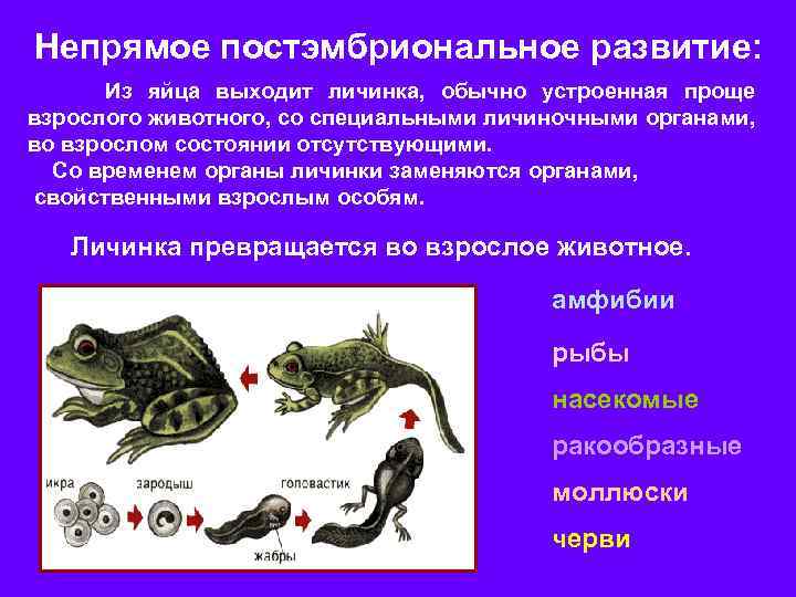 Животных с непрямым типом развития аллигатор