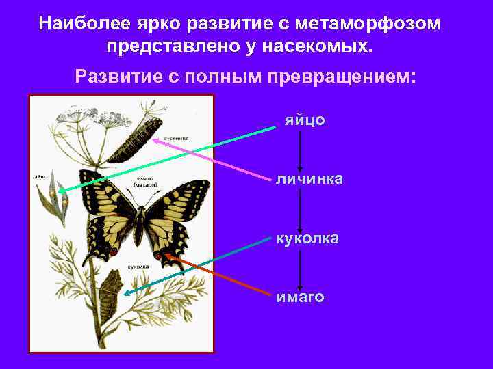 Наиболее ярко развитие с метаморфозом представлено у насекомых. Развитие с полным превращением: яйцо личинка